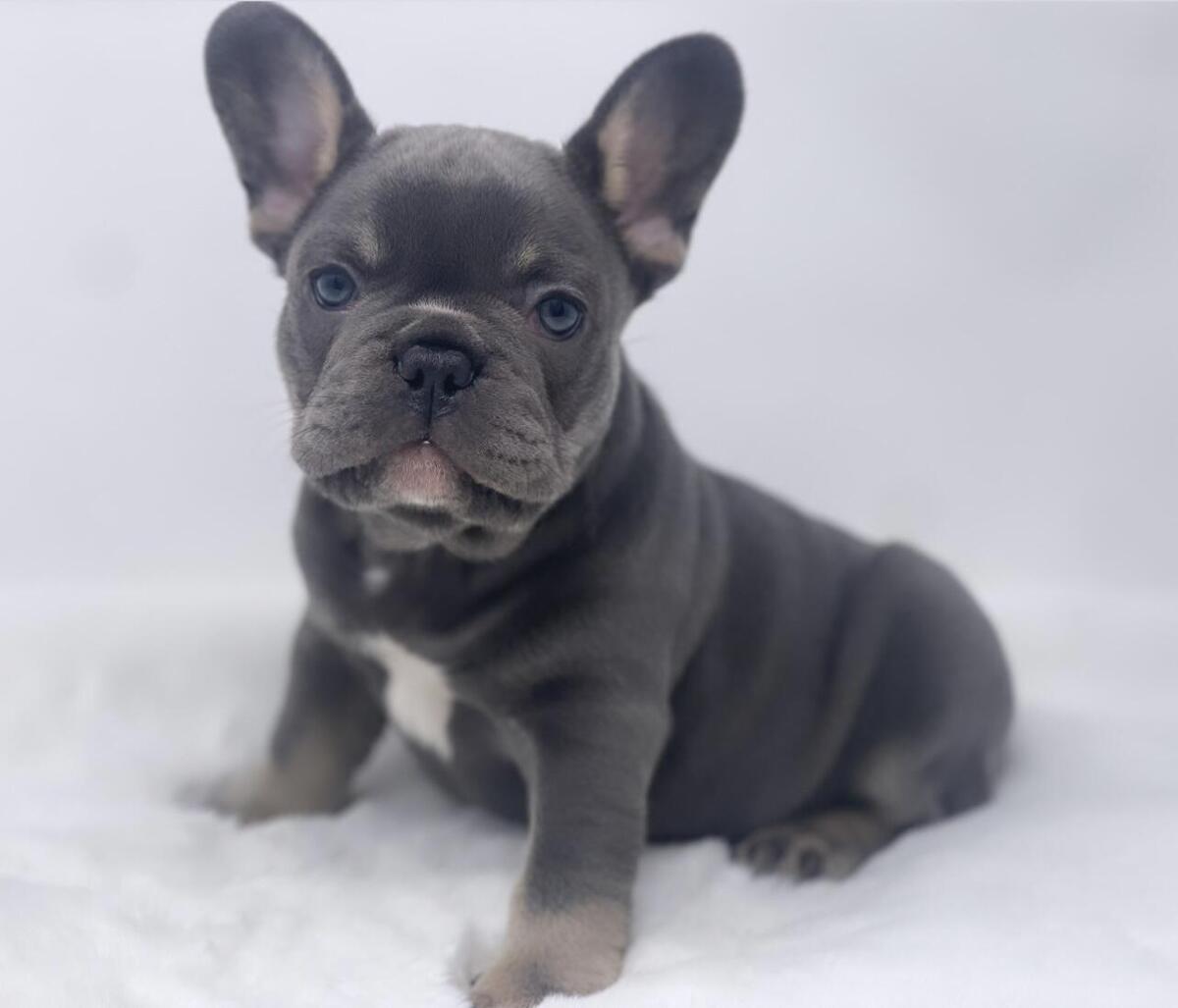 Ckc french bulldog puppies hotsell for sale