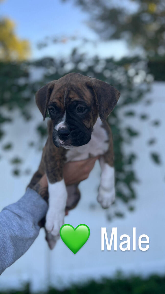 Ckc shop boxer puppies