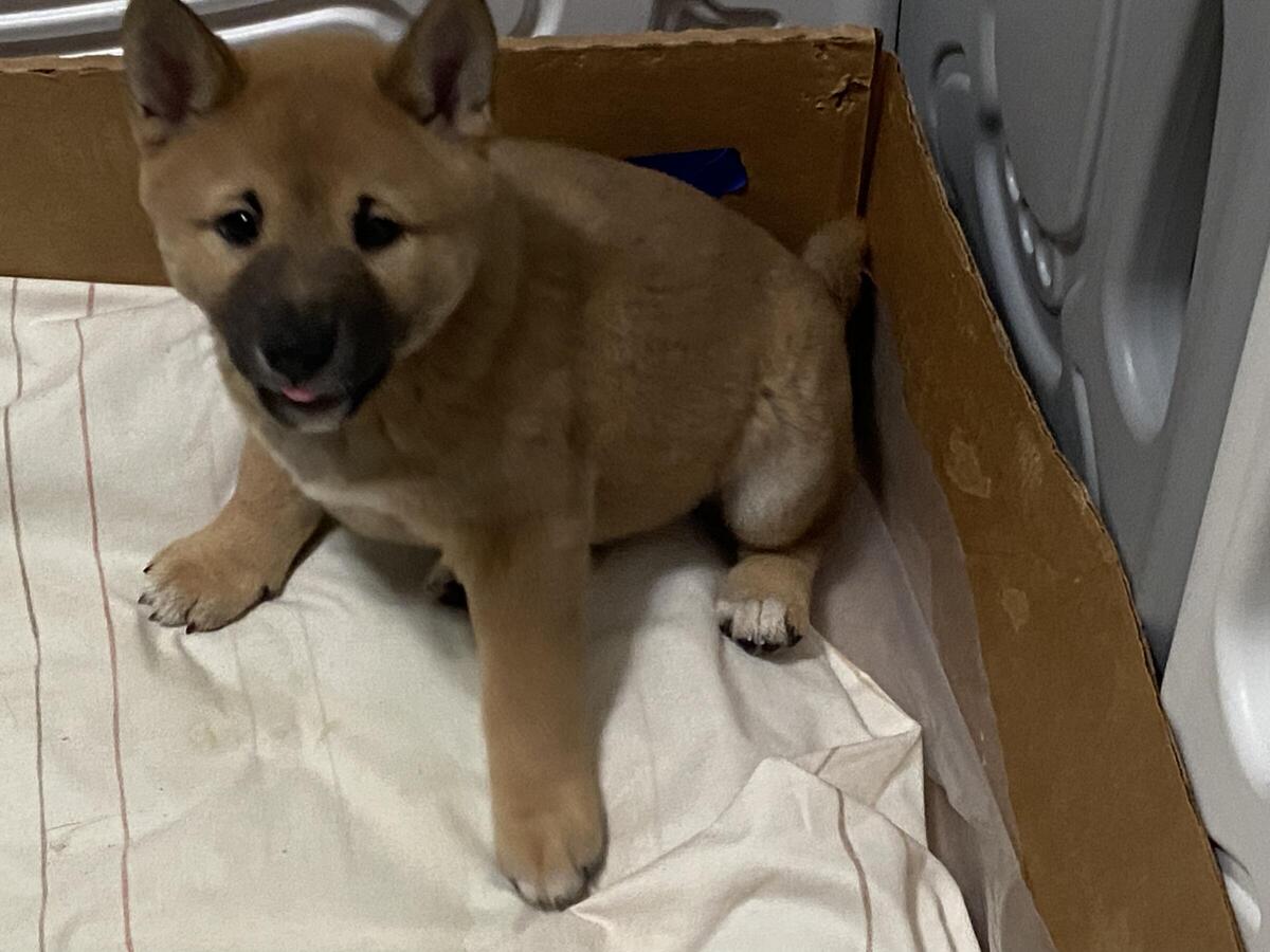 Shiba sales inu hoobly