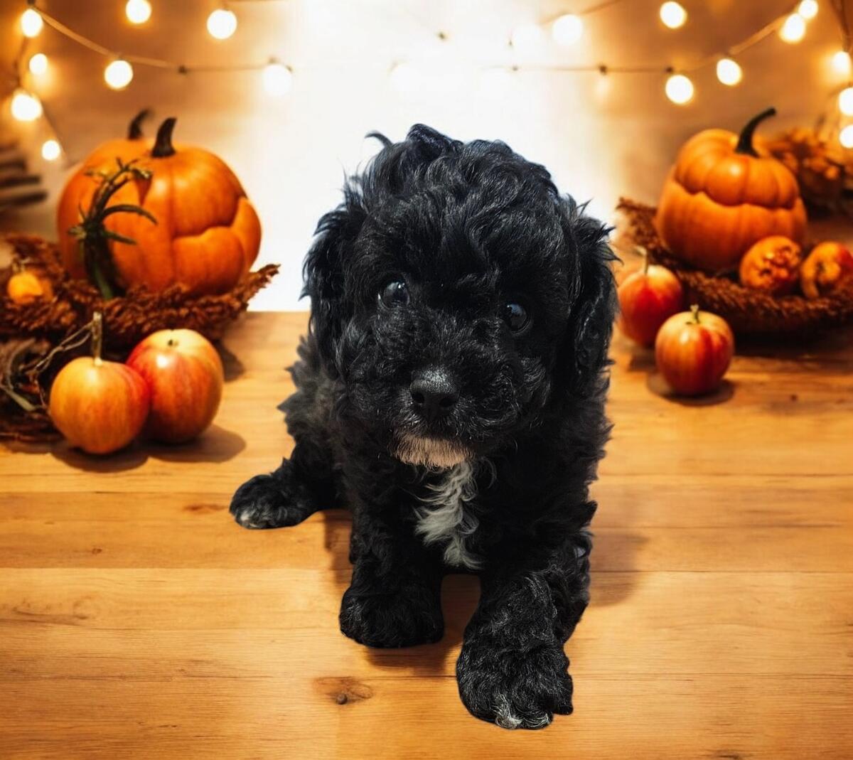 Hoobly toy poodle best sale