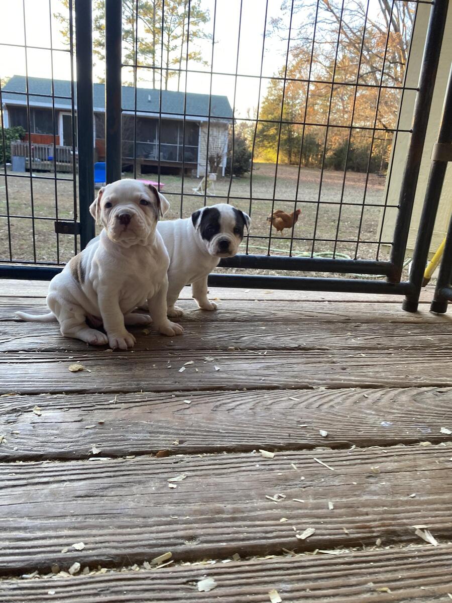 Hoobly store american bulldog
