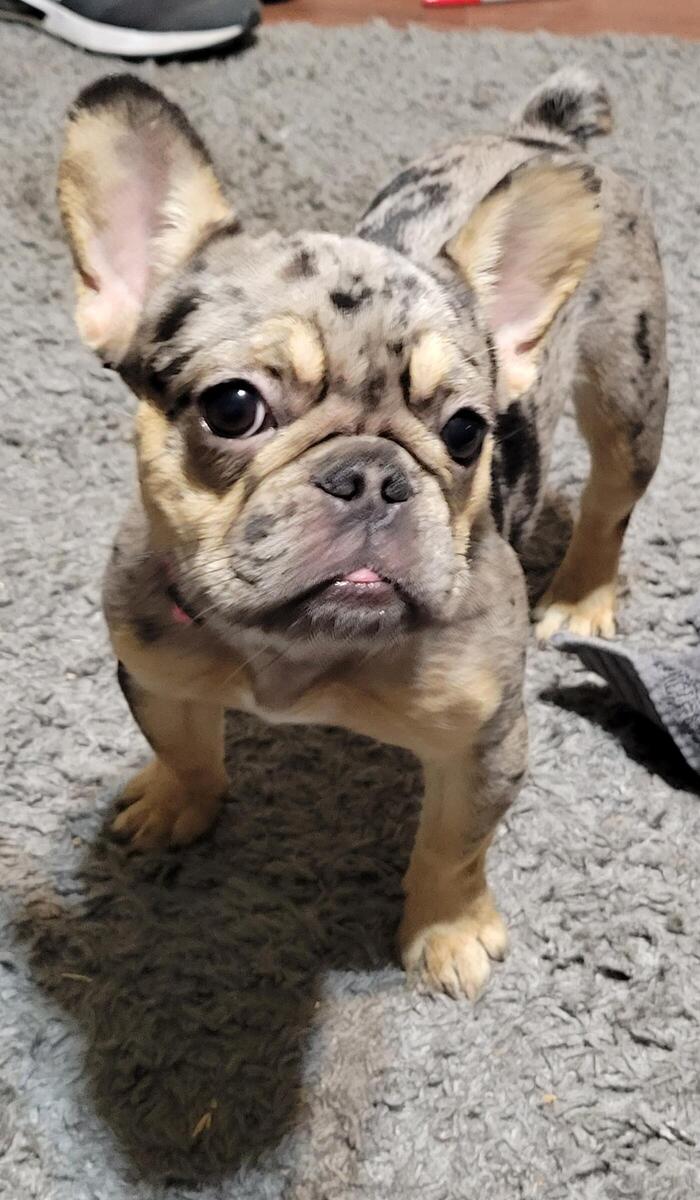 Tri frenchie best sale