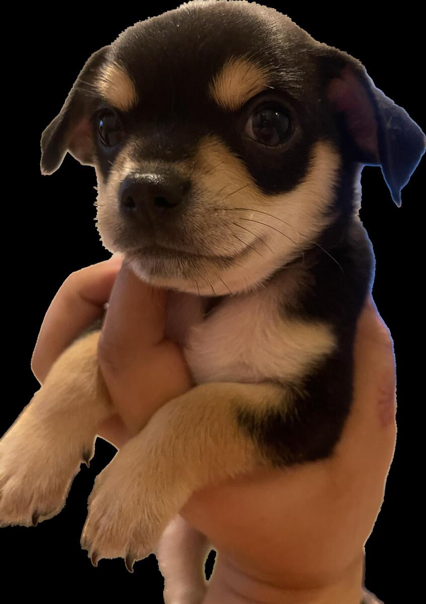 Chihuahua Puppies For Sale in Racine Wisconsin hoobly