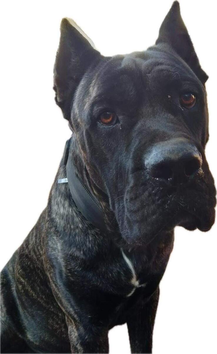 Cane corso puppies hot sale for sale hoobly