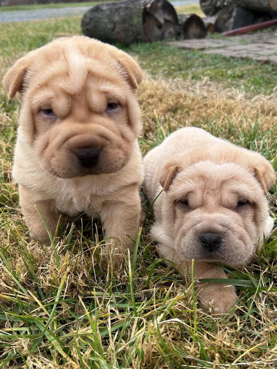 Hoobly cheap shar pei