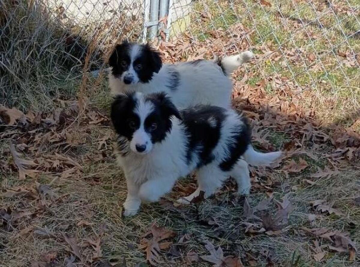 Hoobly hot sale border collie