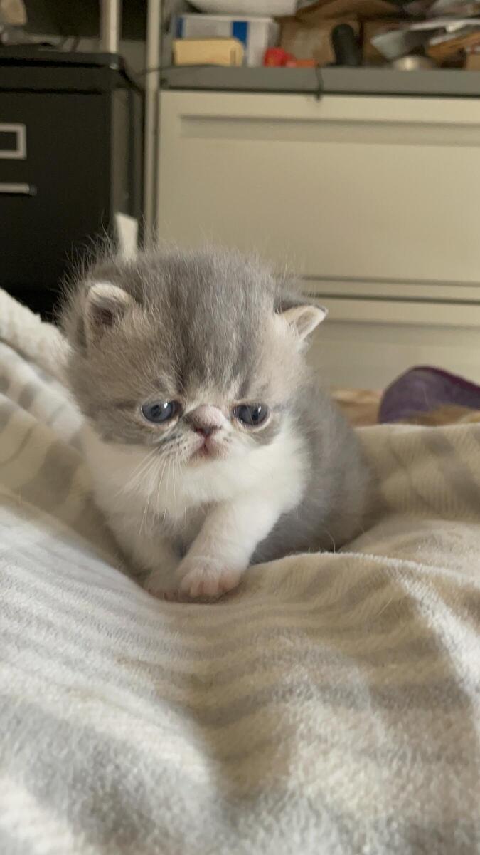 Hoobly best sale exotic shorthair