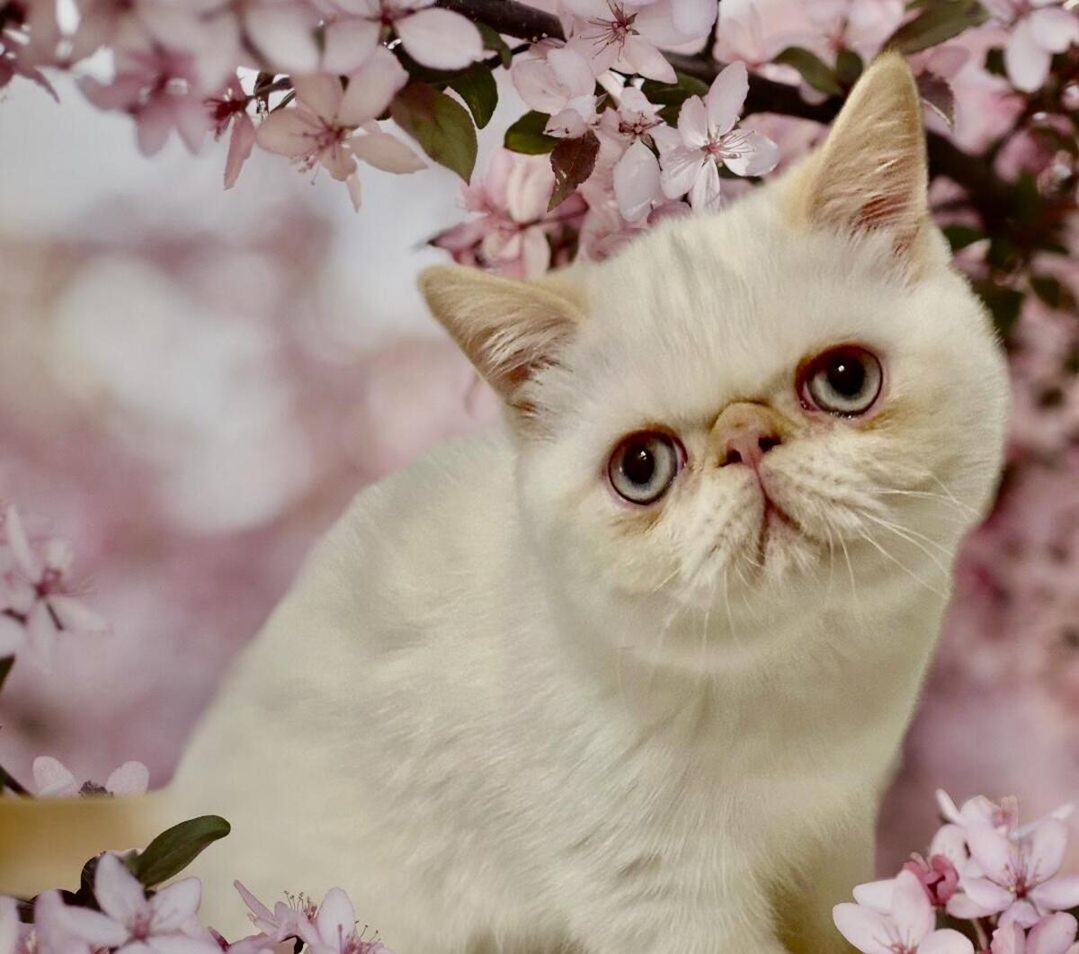 Flame point best sale exotic shorthair