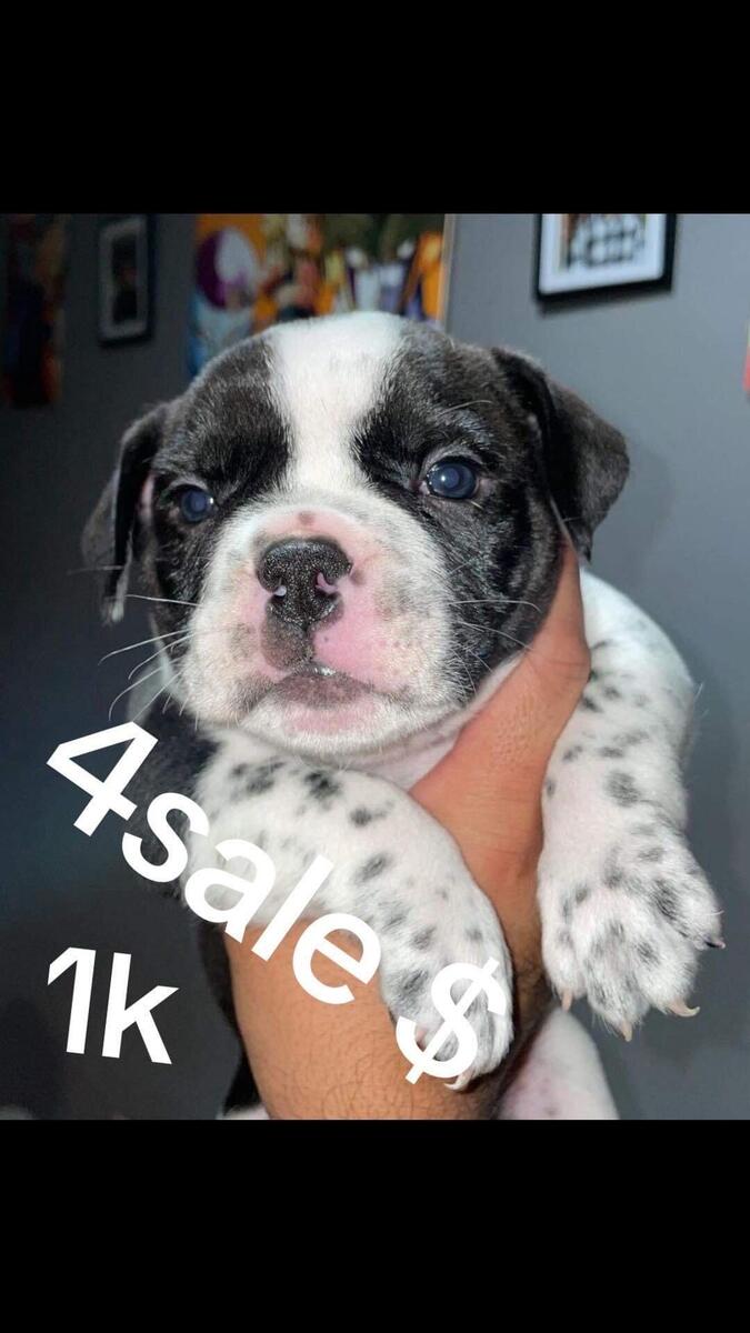 Puppies for sales sale hoobly