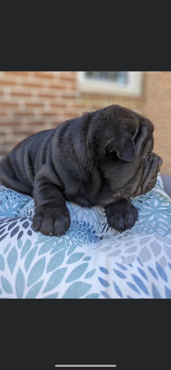 Hoobly cheap shar pei