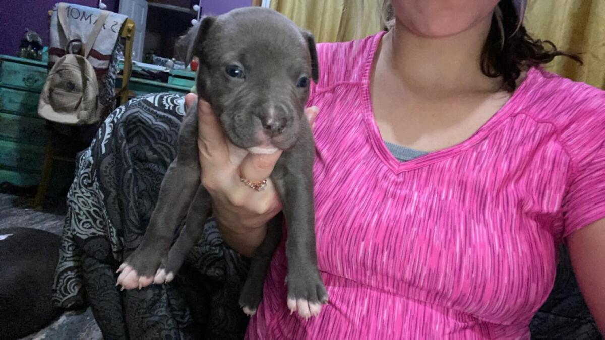 Pitbull sales puppies hoobly