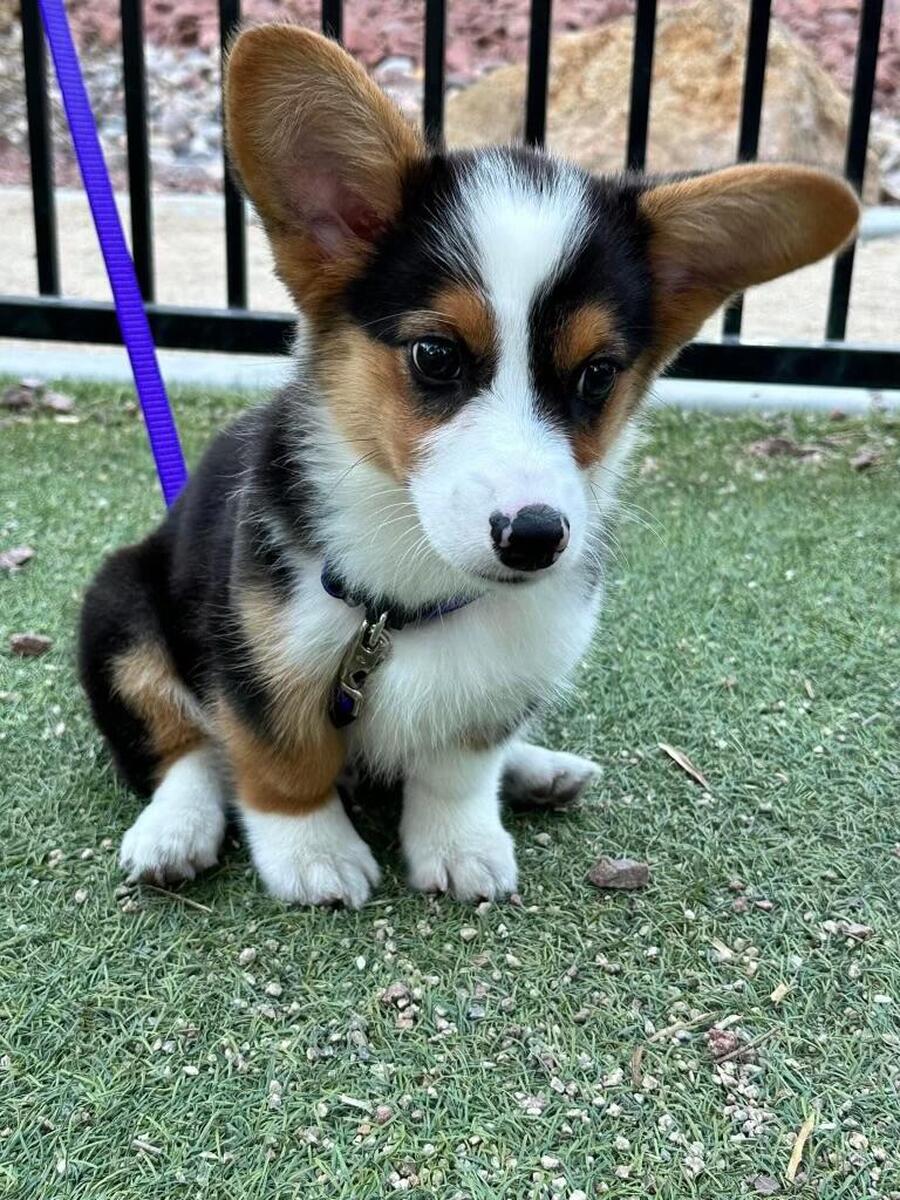 Corgi hoobly cheap