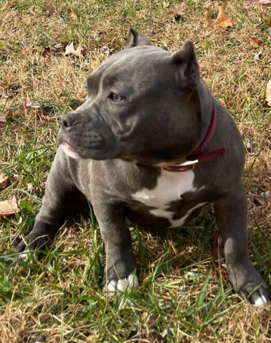 Pocket best sale blue bully