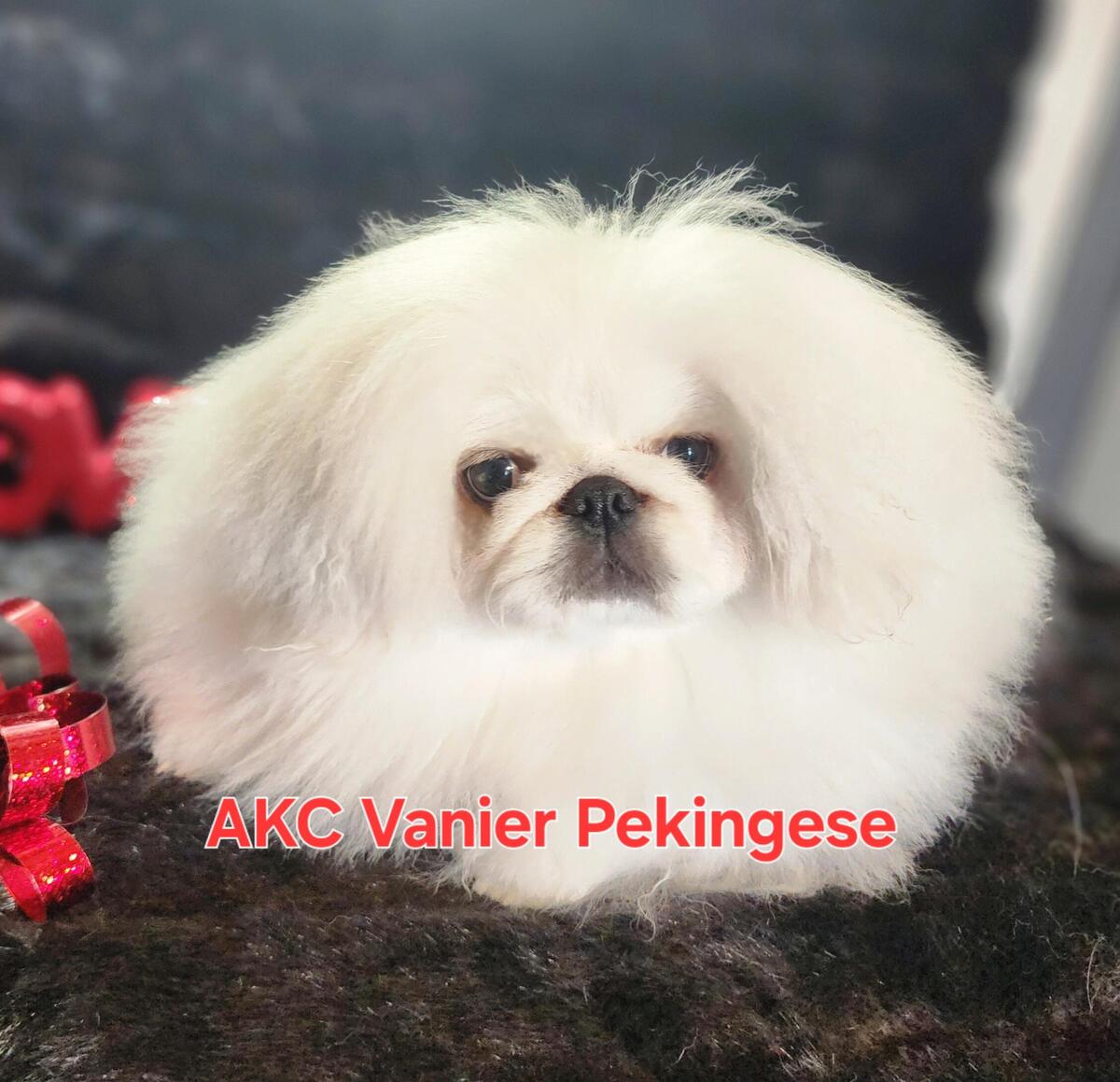 Vanier pekingese hot sale