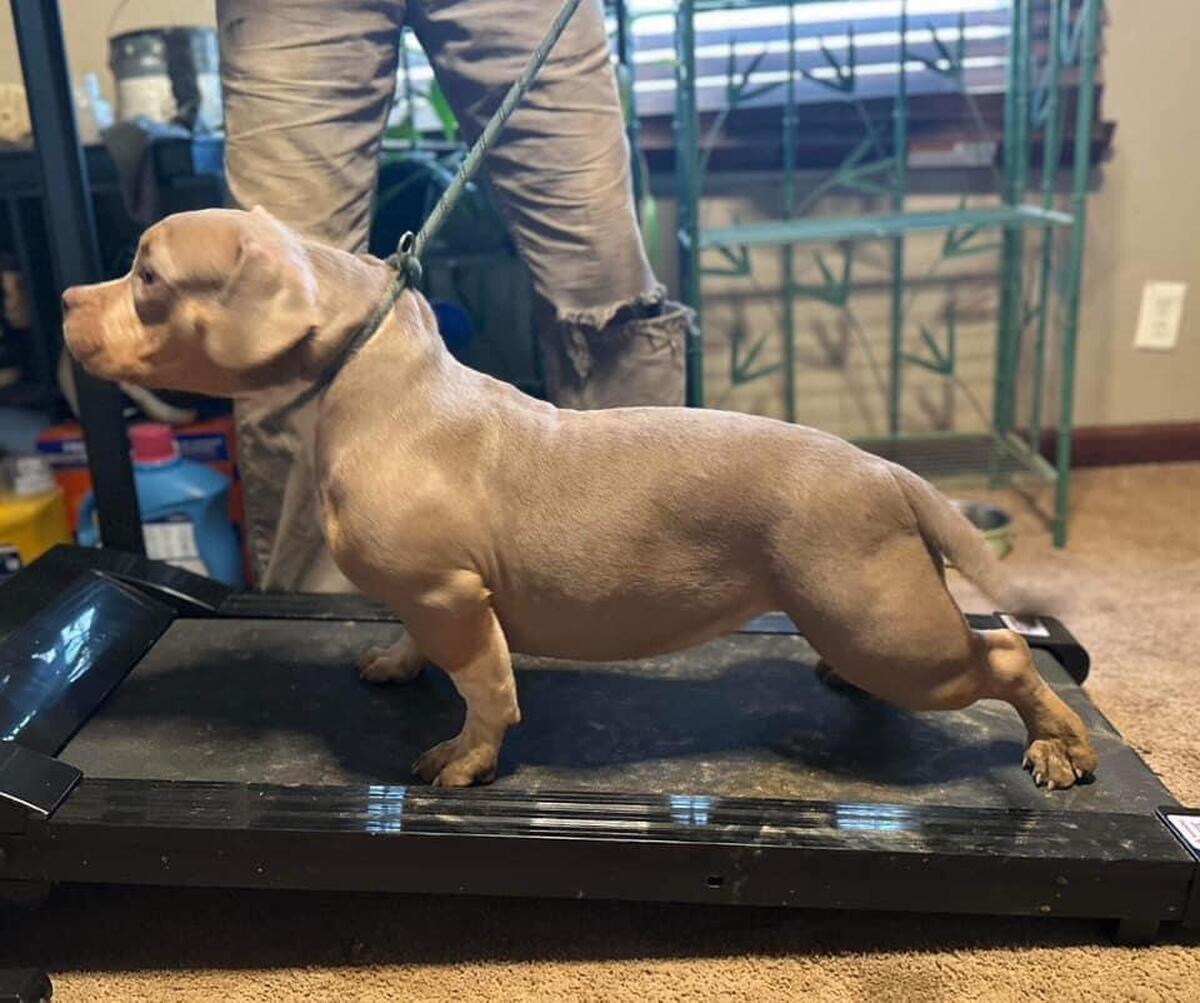 Hoobly 2024 american bully