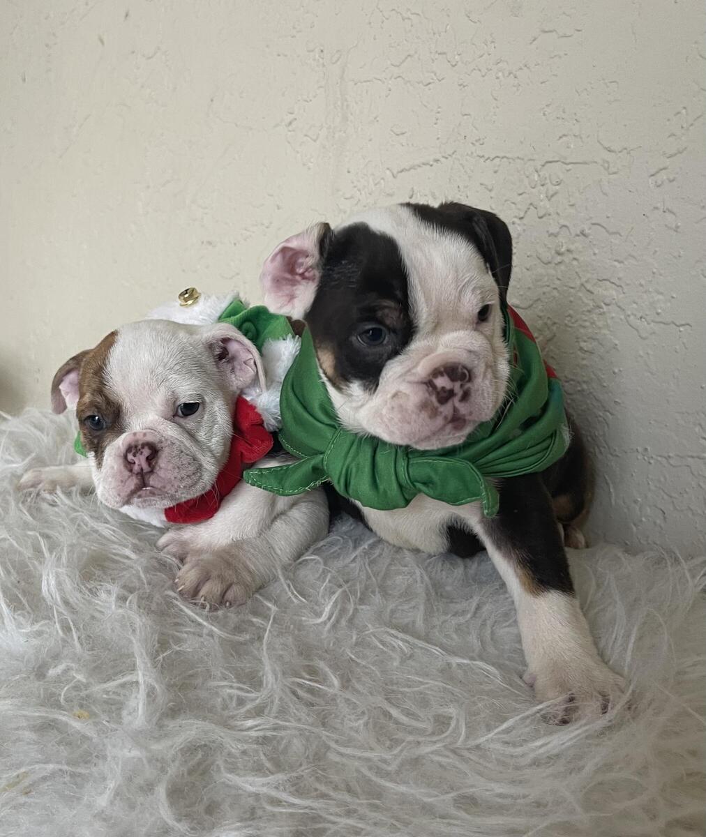 English bulldog best sale puppies hoobly