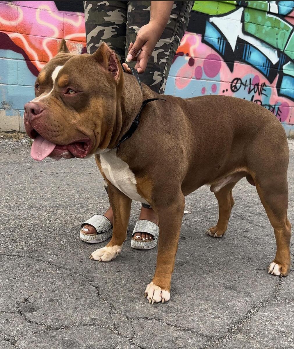 Ukc bully 2024 puppies for sale