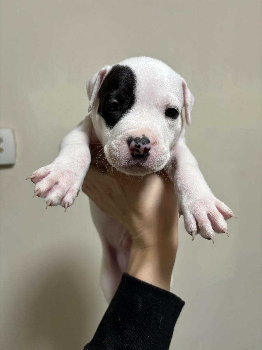 Pitbull sales puppies hoobly