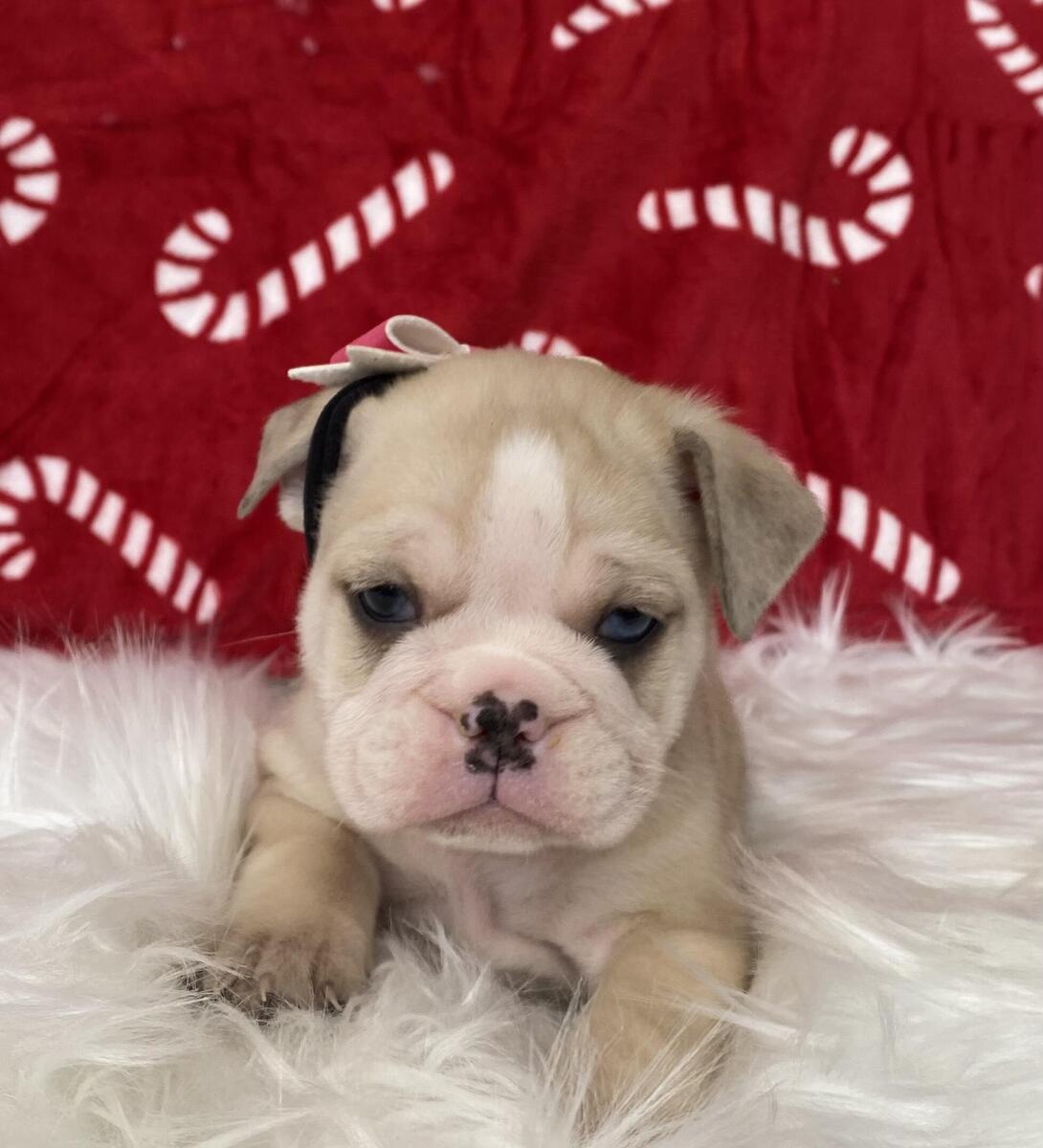 English bulldog best sale puppies hoobly