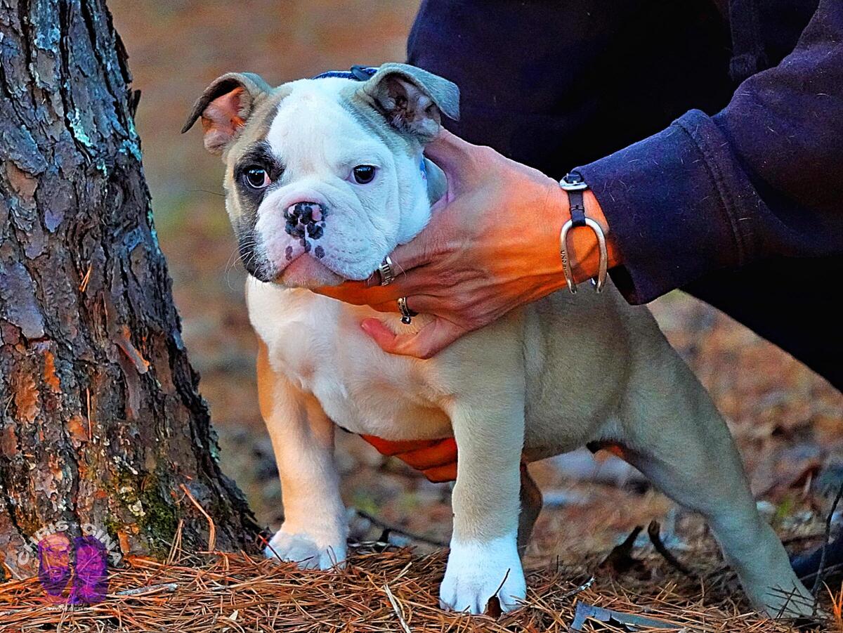 Hoobly olde sales english bulldogge