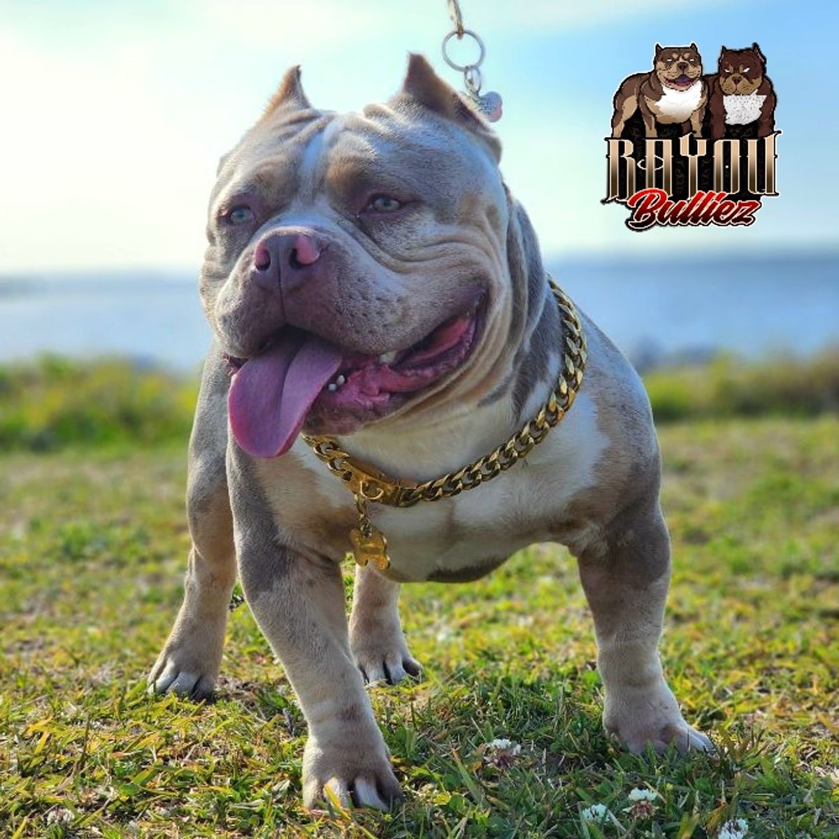Lilac Tri Pocket Bully For Stud in Leeds LS26 on Freeads Classifieds -  American Bully classifieds