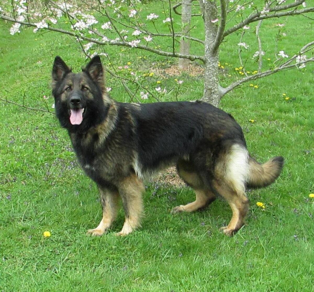 Black sable long on sale coat german shepherd