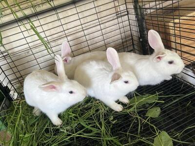 Maryland Rabbits Classifieds - Hoobly
