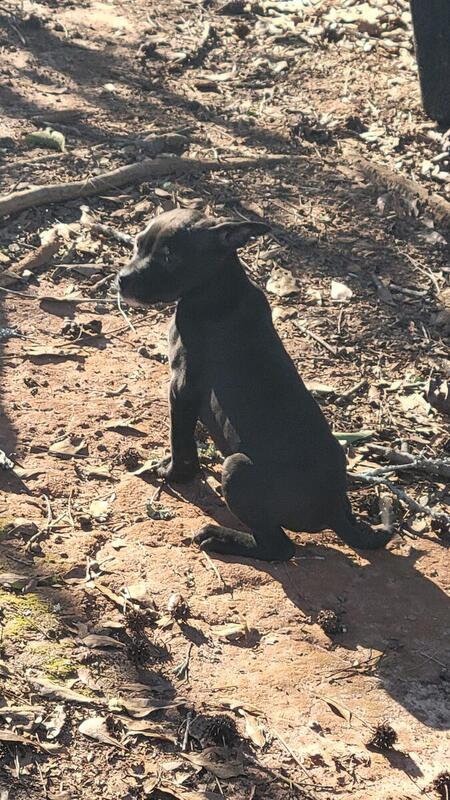 Jeep/rascal / Boyles Pups For Sale in Americus - Hoobly