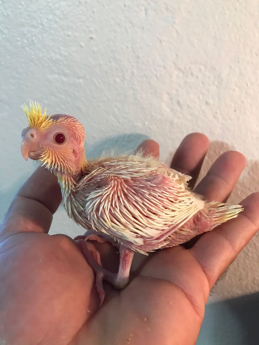 Baby Cockatiels For Sale in Hialeah, Florida - Hoobly ...