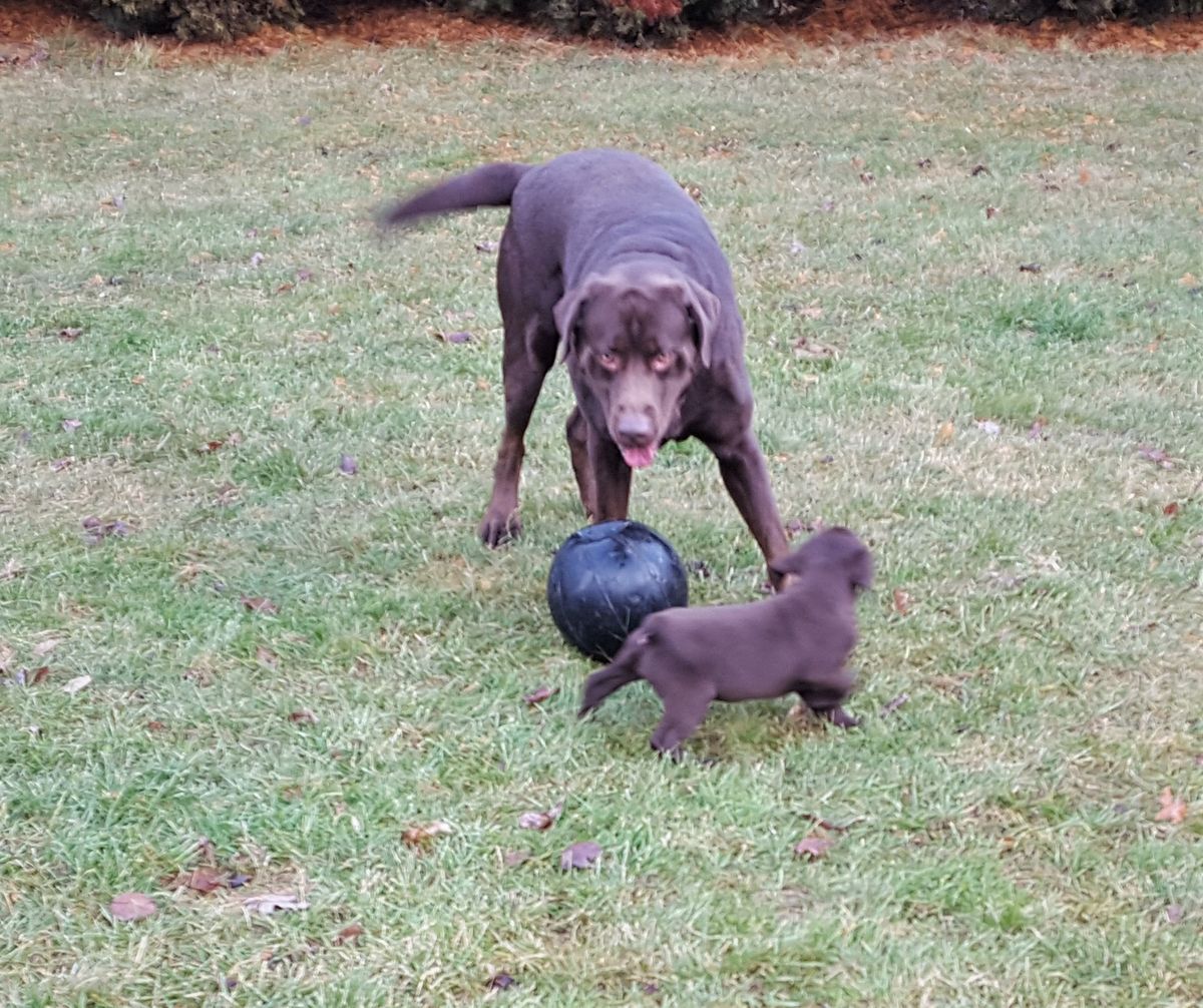 Akc Chocolate Silver Yellow Fox Red Lab Puppies English Type And American Type Excellent Temperament Big Blo In Perry Michigan Hoobly Classifieds