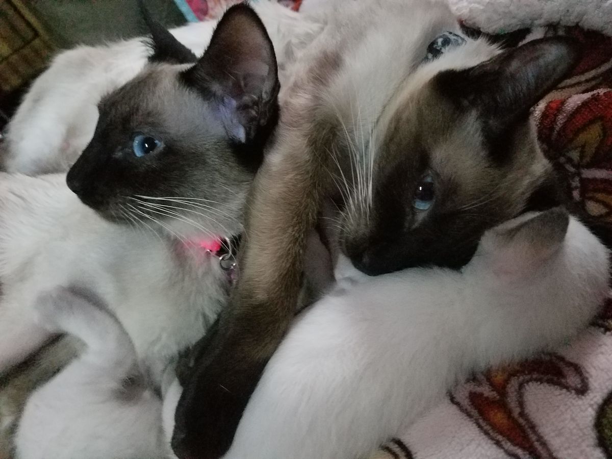 8 Sealpoint Siamese Kittens 3 Weeks Old Kitten Also Have 2 Week Old